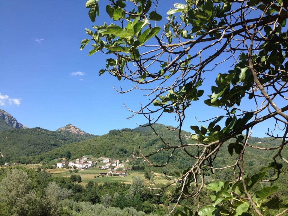 View through fig tree from garden to neighbouring village.