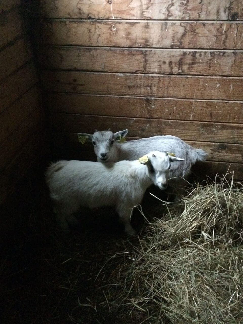 Guilbert & Sullivan our Toy Goats