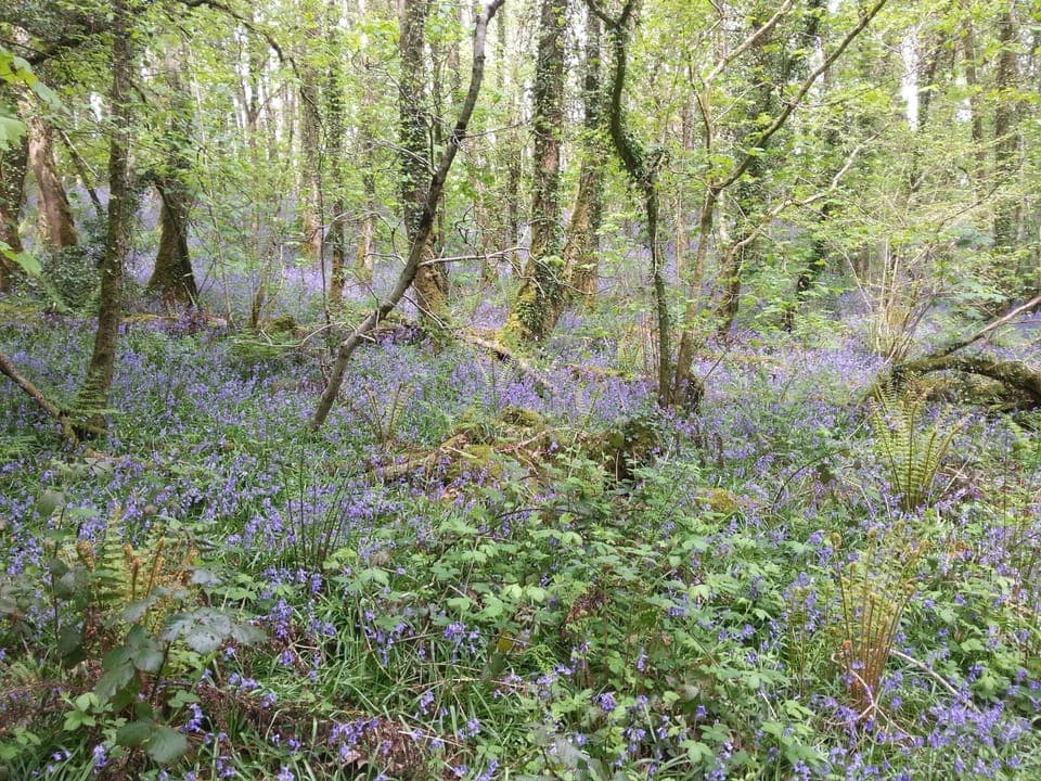 Bluebells in the nearby Mill Wood