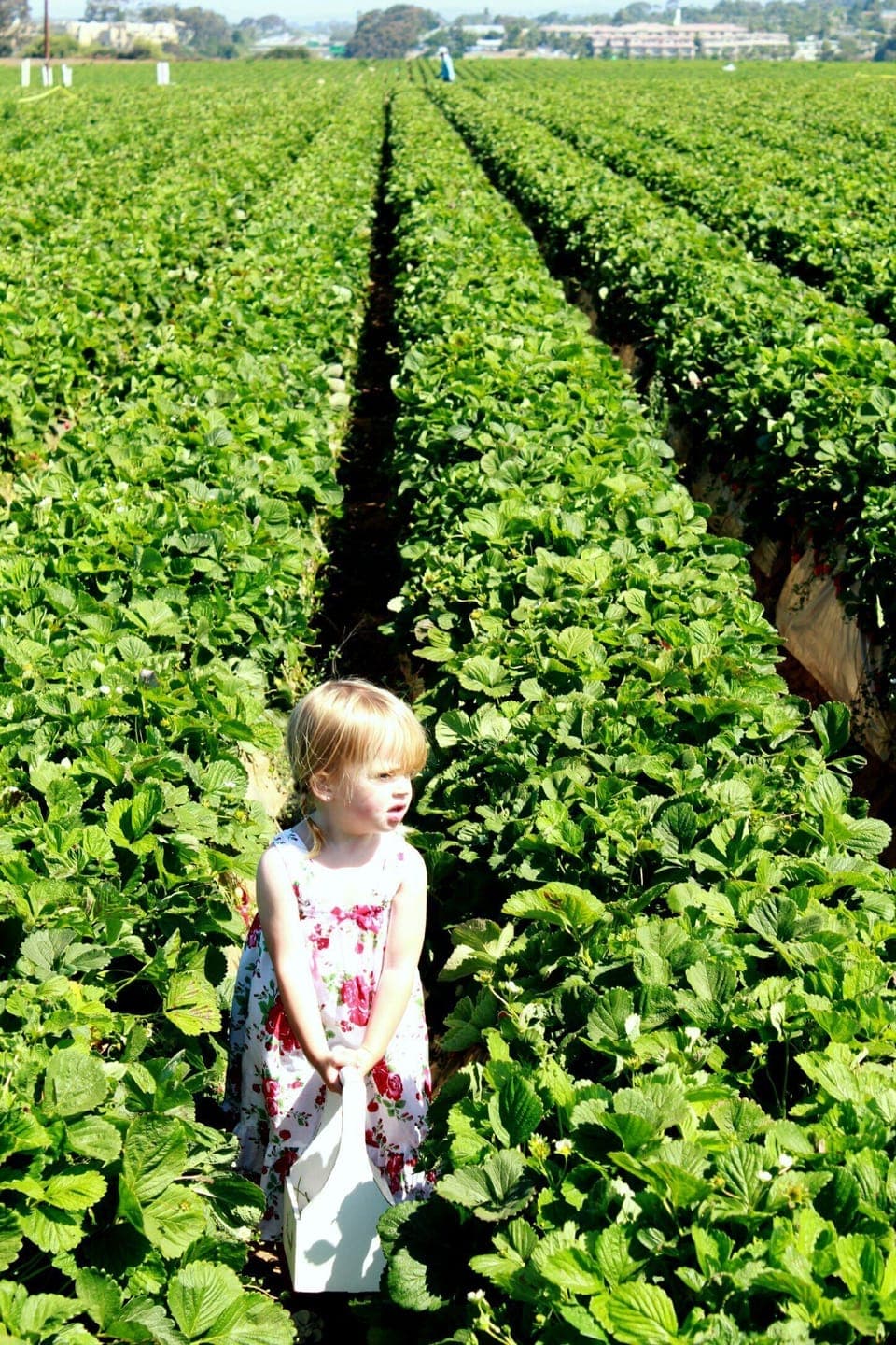 Seasonal Strawberry Picking is fun for the whole family. Pumpkins in the Fall.