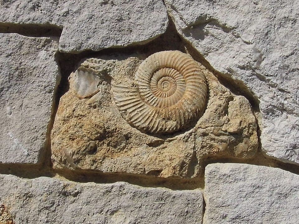 Local fossil examples embedded inthe stone walls | Fossils&rsquo; End, Chickerell, near Weymouth