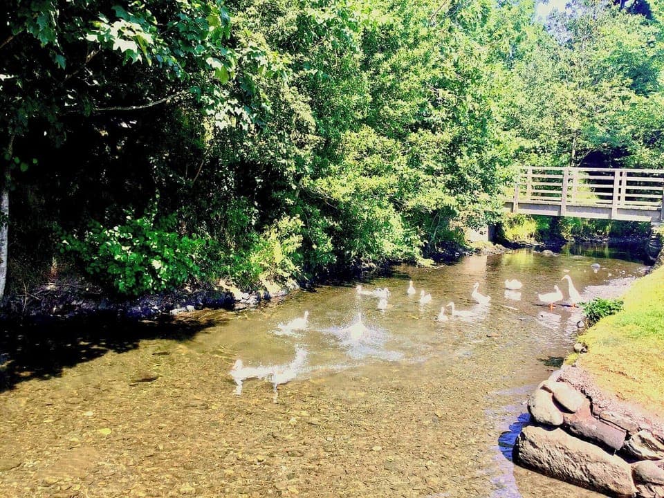 The famous Halls Beck ducks. Surrounding area | Apple Tree Cottage, Bassenthwaite, near Keswick