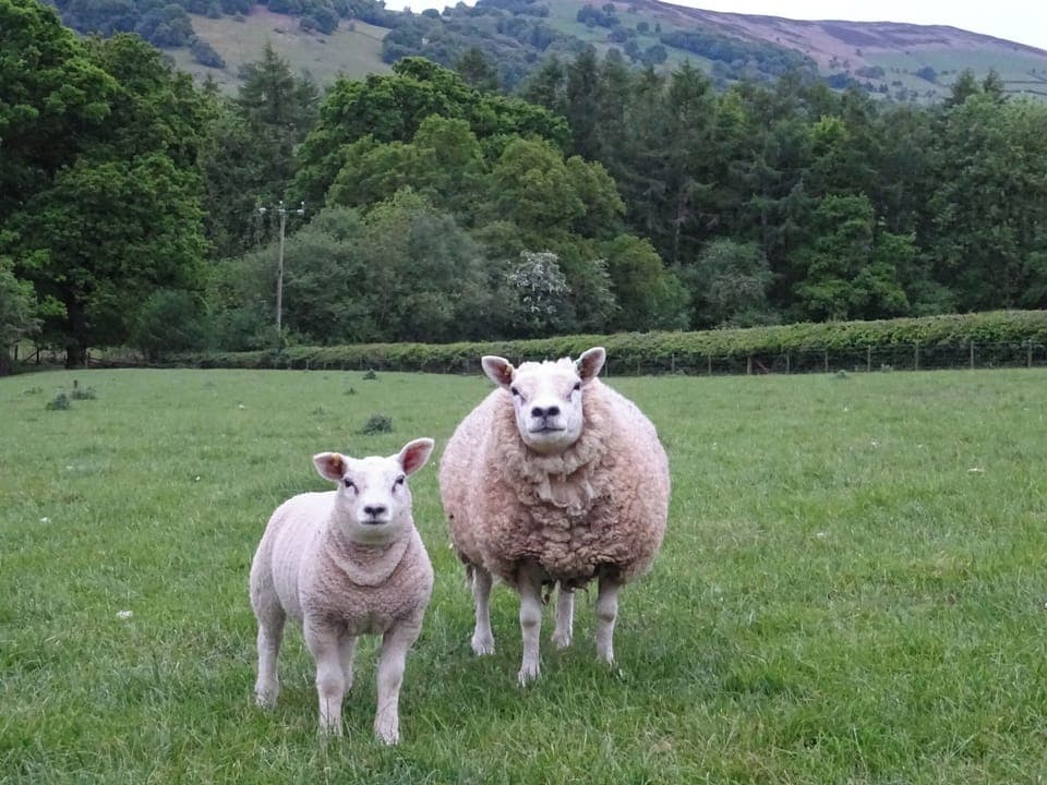 Ewe and Lamb at Glan Elan Farm | Glan Wye, Rhayader