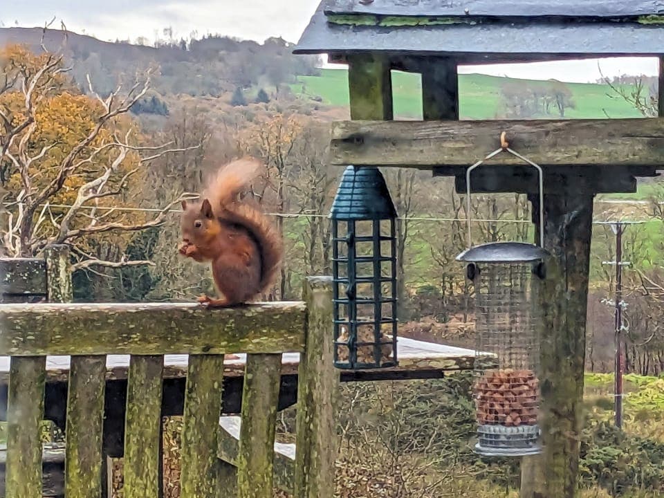 Wildlife from window | Little Boreland, Gatehouse of Fleet
