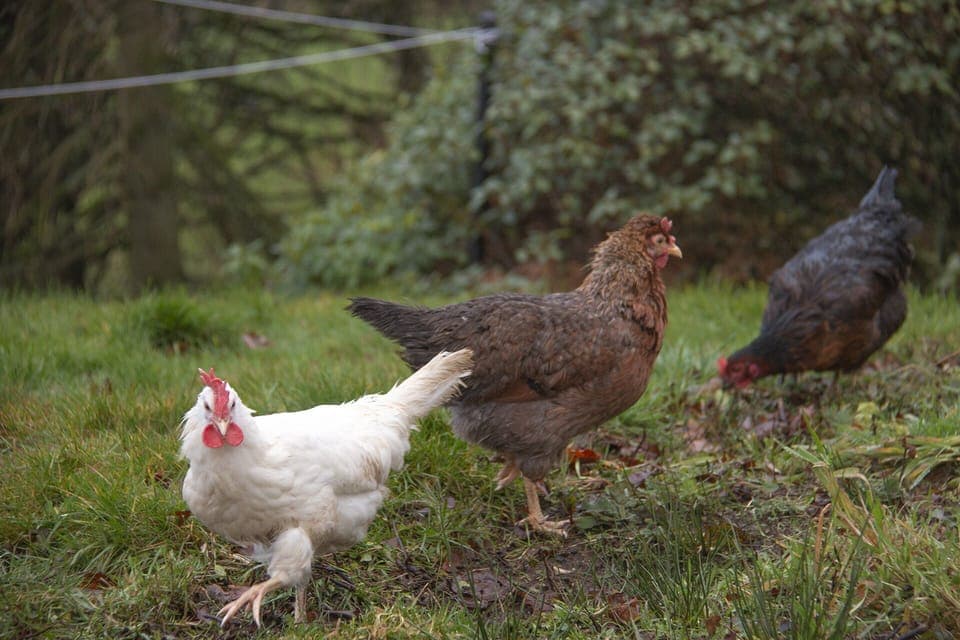 The cottage has some chickens supplying our guests with free range eggs daily.