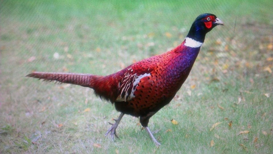 Pheasants Add Even More Color to a Gorgeous Day