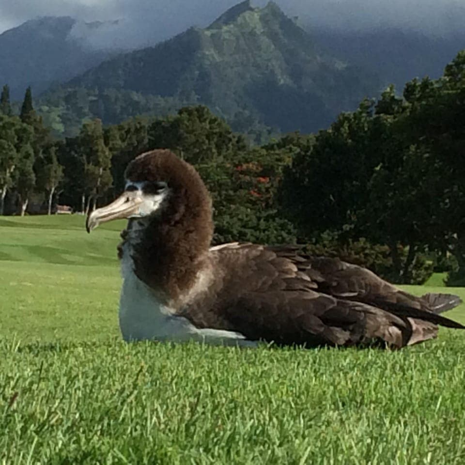 Fledgling Albatross  on the Golf course.