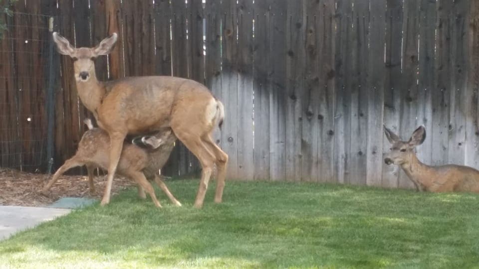 One of the twin babies having dinner in our yard

