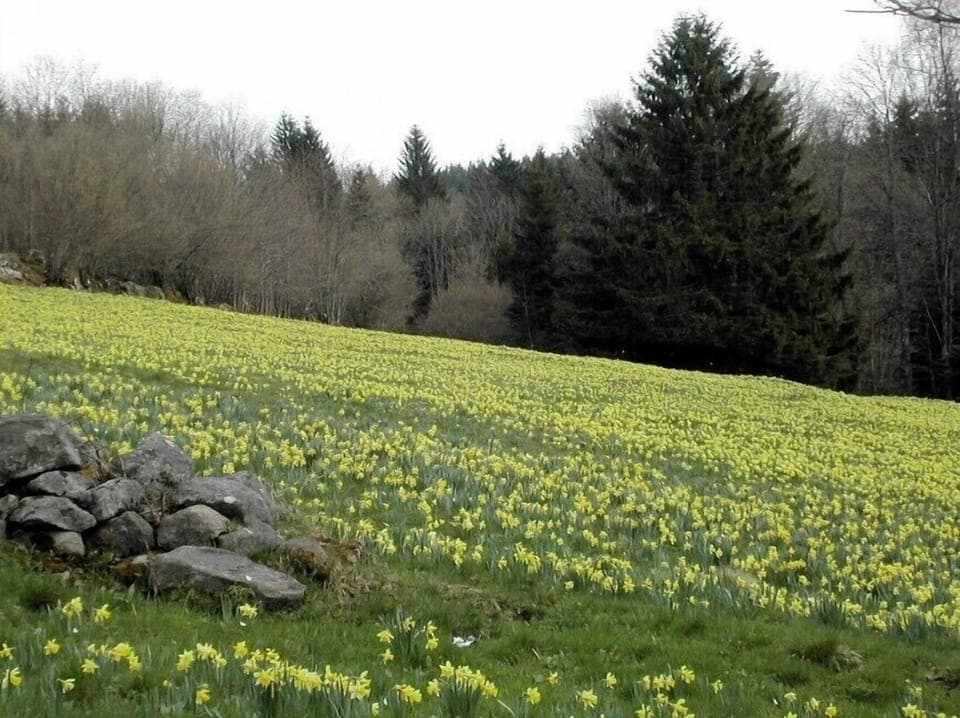 Daffodils in April
