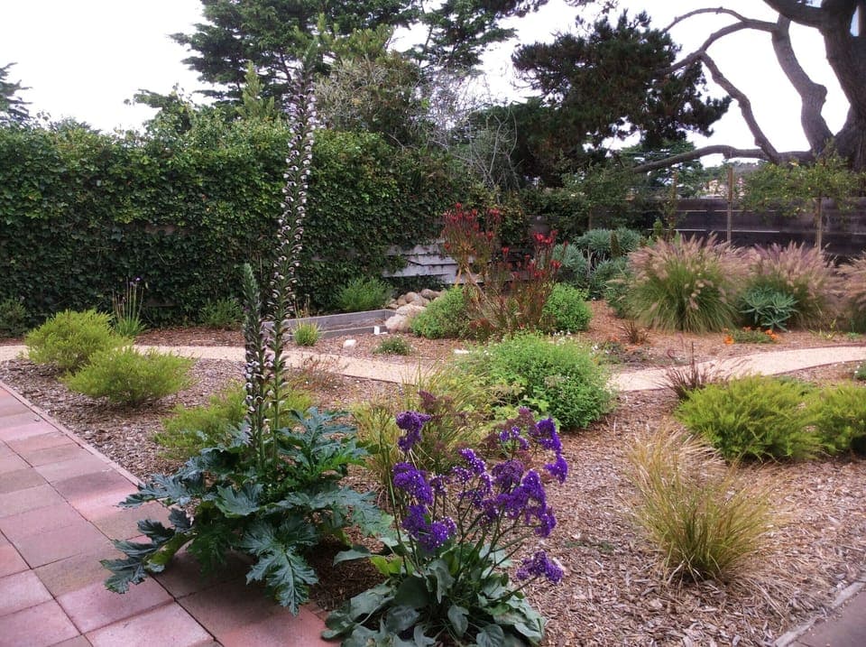 glimpse of backyard