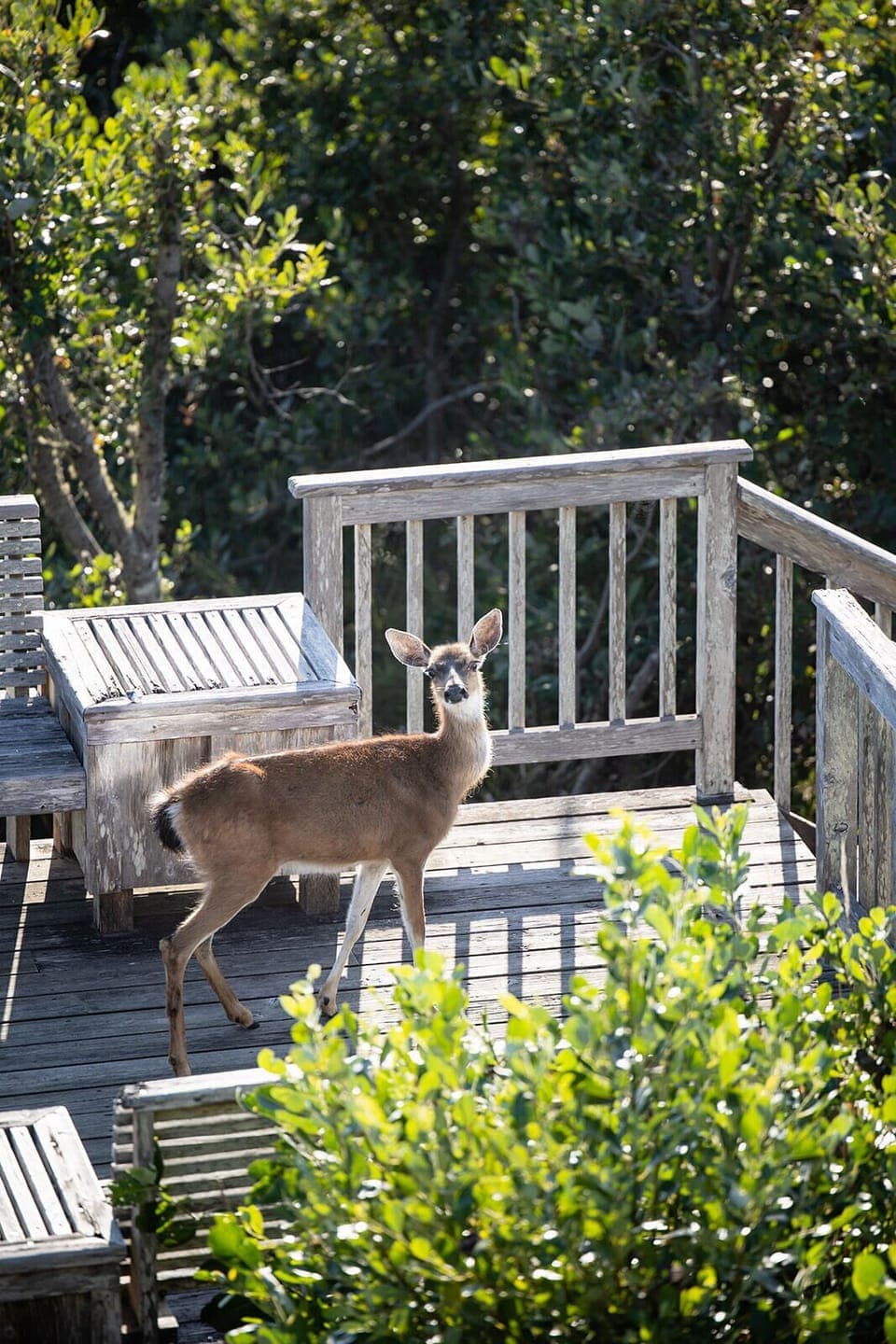 A friendly woodland neighbor 