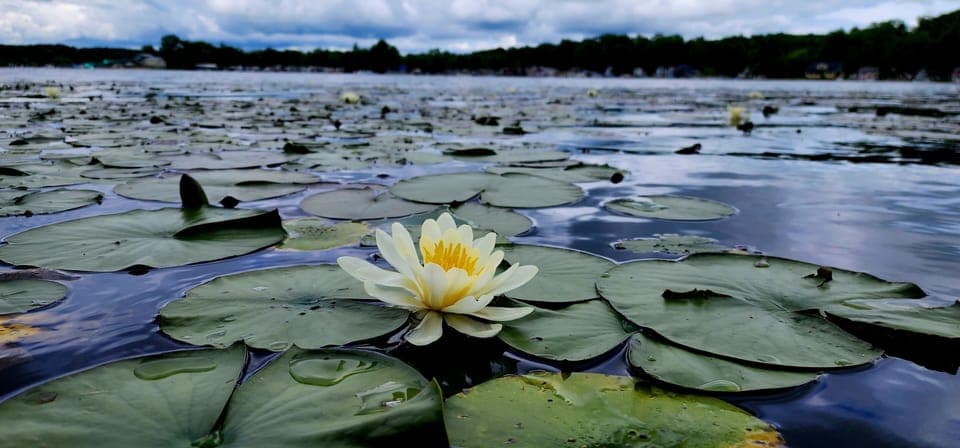 Stunning shot from the paddleboat