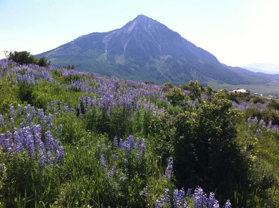 CB wildflowers
