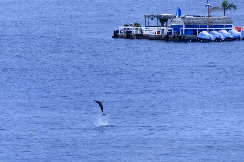 If you are lucky you can watch the dolphins playing in the bay!
