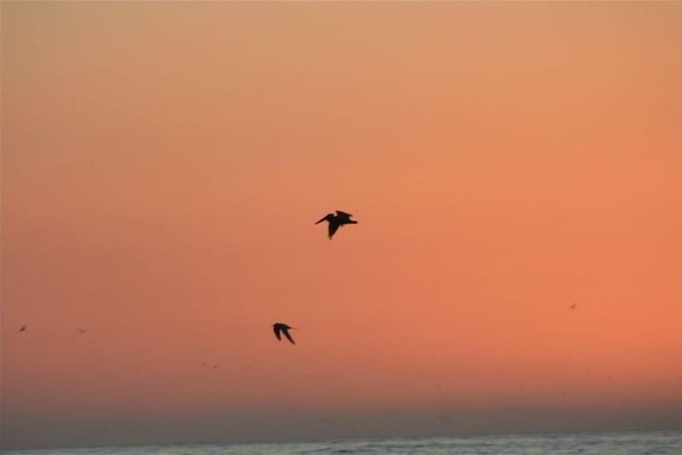 Love watching the Pelicans soar and dive in the Pacific Ocean
