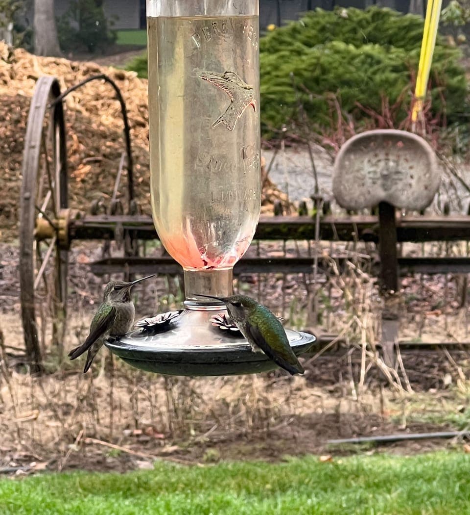 If you're patient, you'll likely see the hummingbirds from the living room.