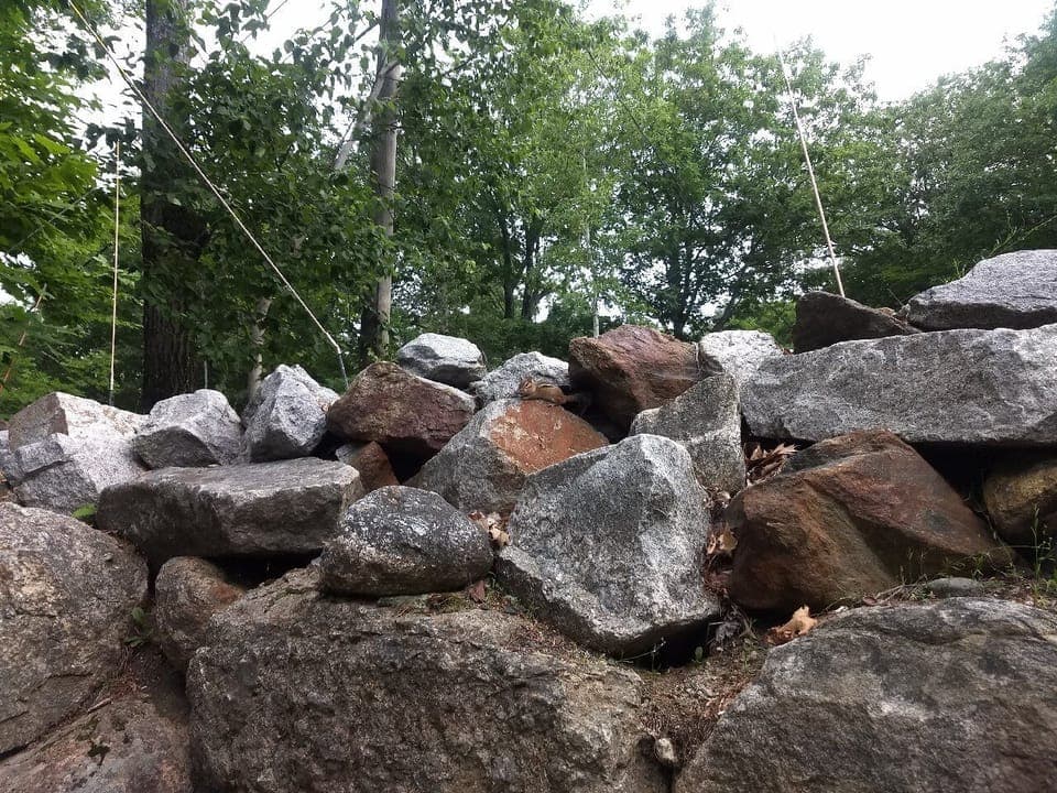 Adorable chipmunks skitter and chirp