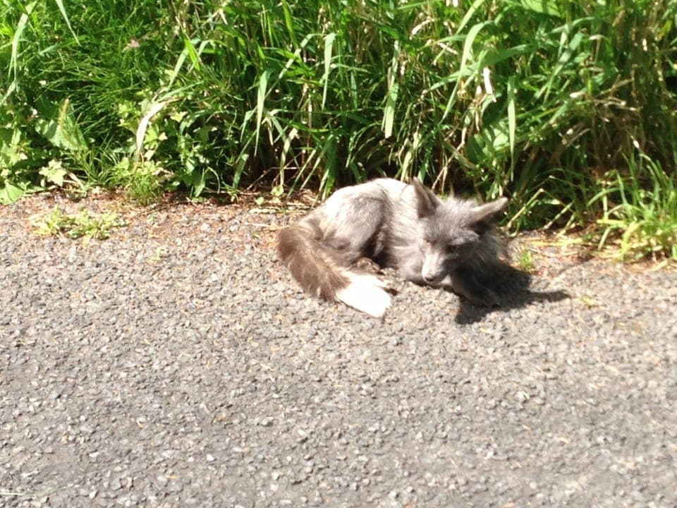 Meet the sun-bathing locals!
