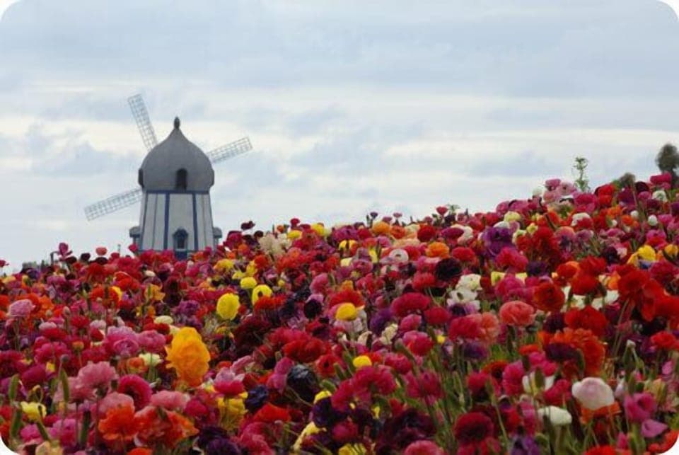 Carlsbad Flower Fields