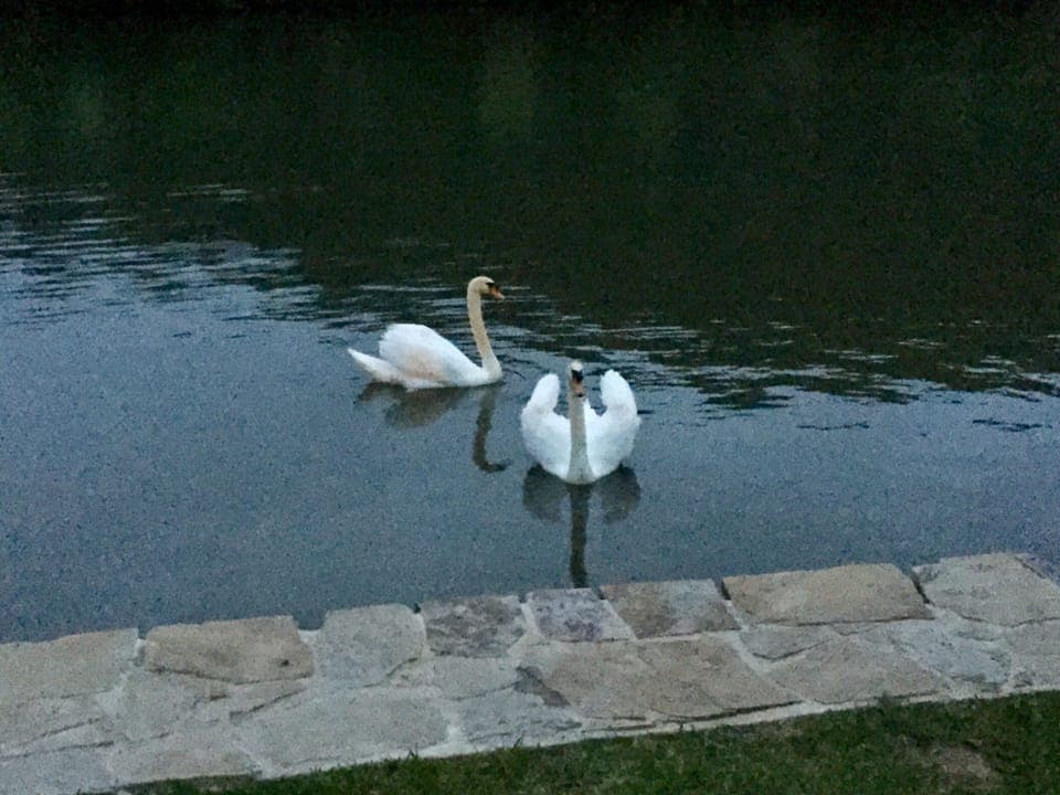 Swans by the bulk head.