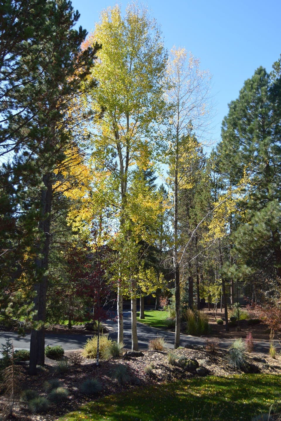 Front Yard Fall Color