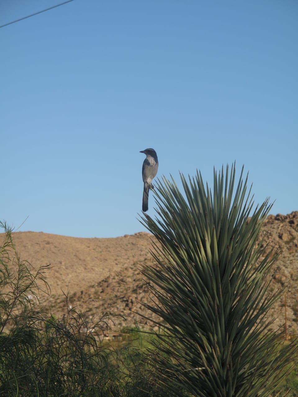 Resident Scrub Jay