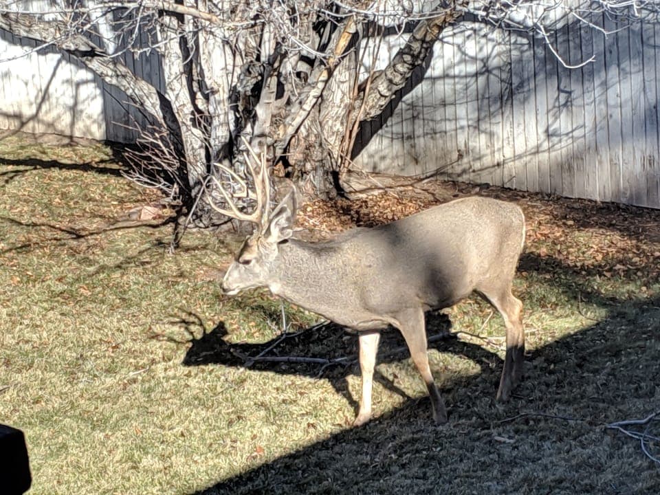 Big Buck in the backyard!