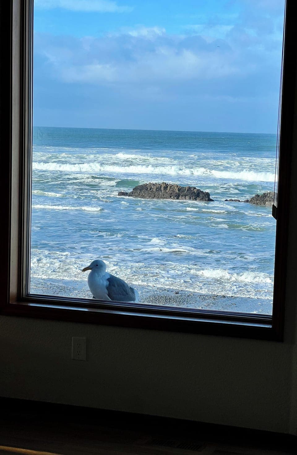 Fred our friendly Seagull. He will peck on the window for food. Don’t feed him. 