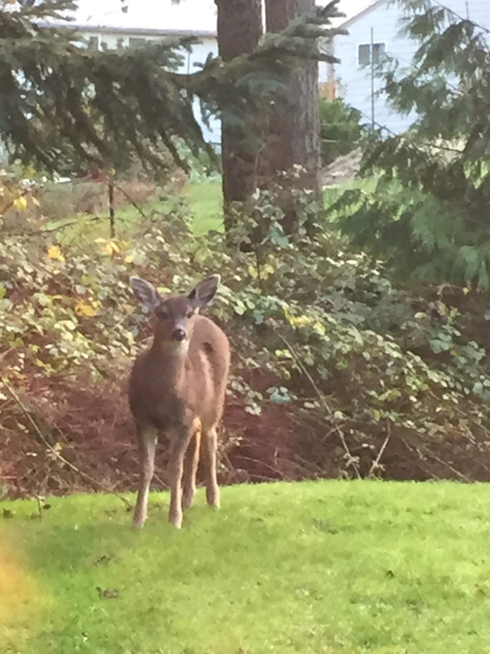 Neighborhood deer in the garden.