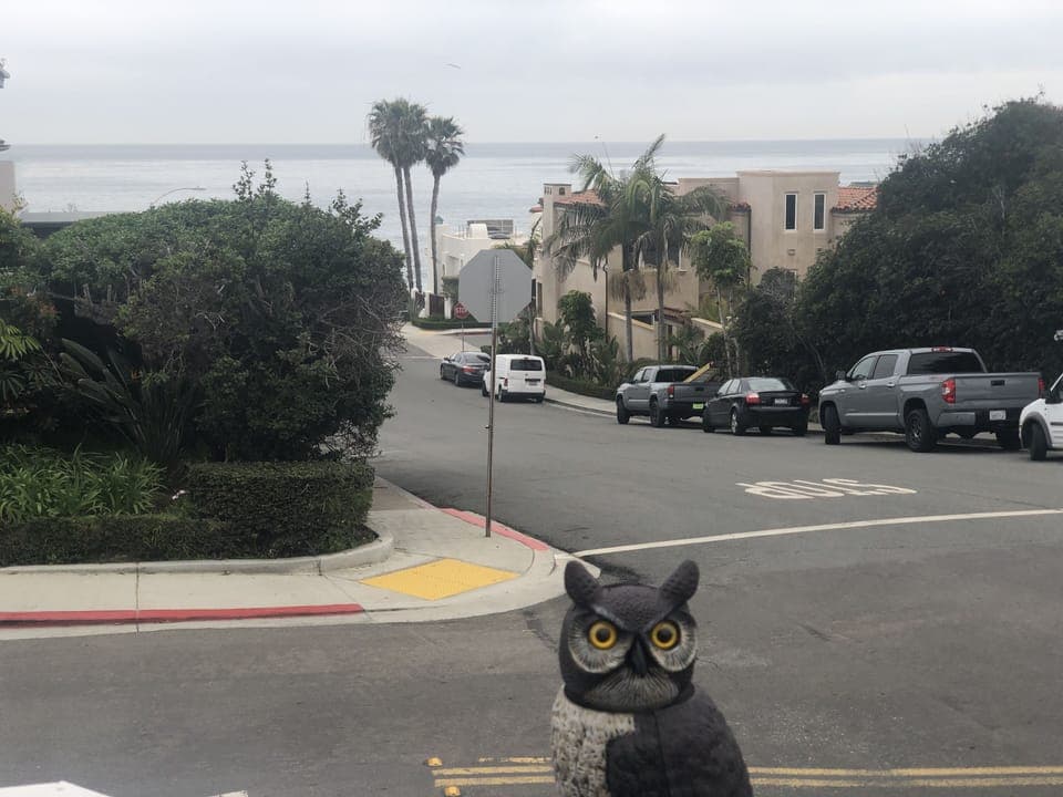 Ocean view with “Ollie” from front deck