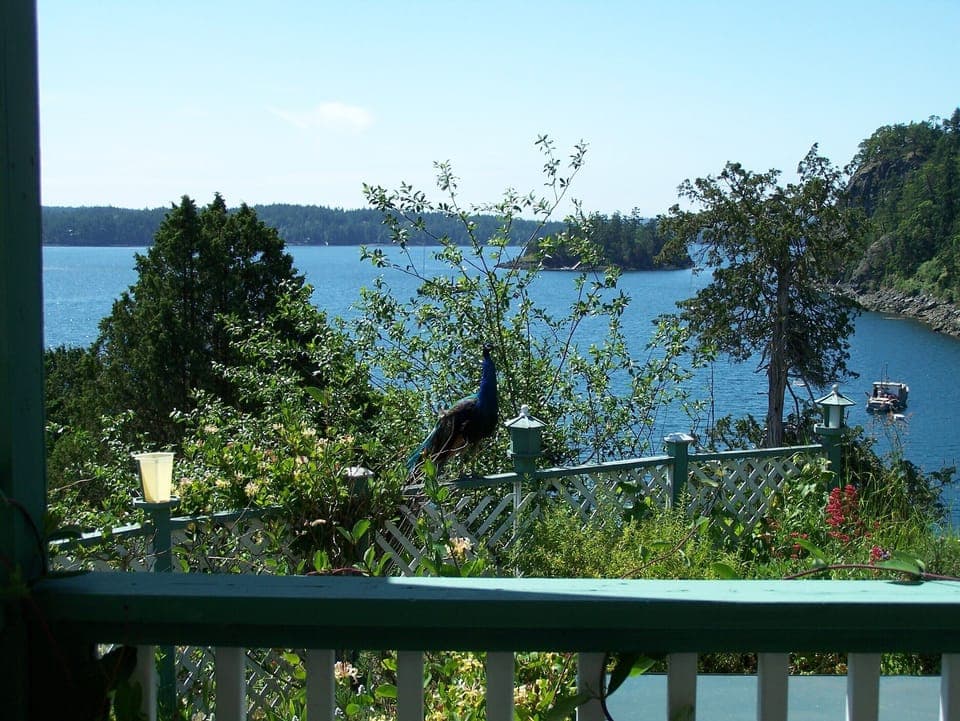 Exceptional views encircle Maggie's Manor. Even a local peacock enjoys the view.