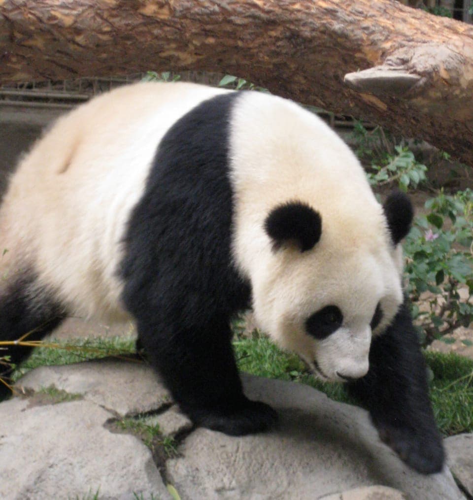 Go visit the panda's at the San Diego Zoo.