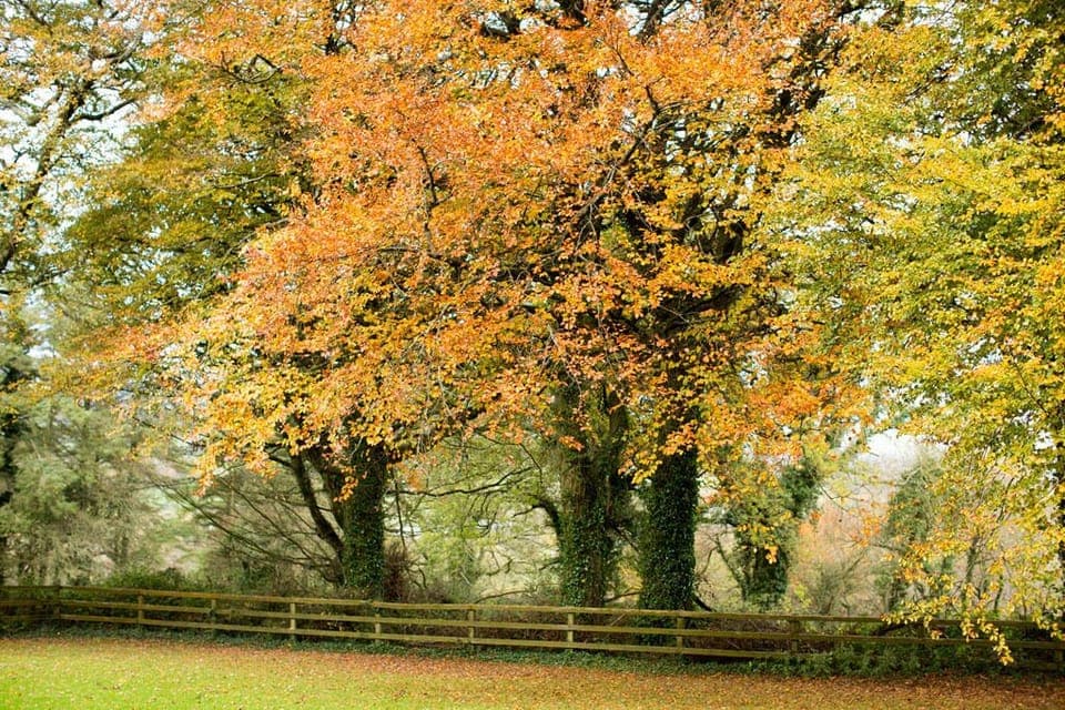  Autumn leaves at Glenview Lodge.