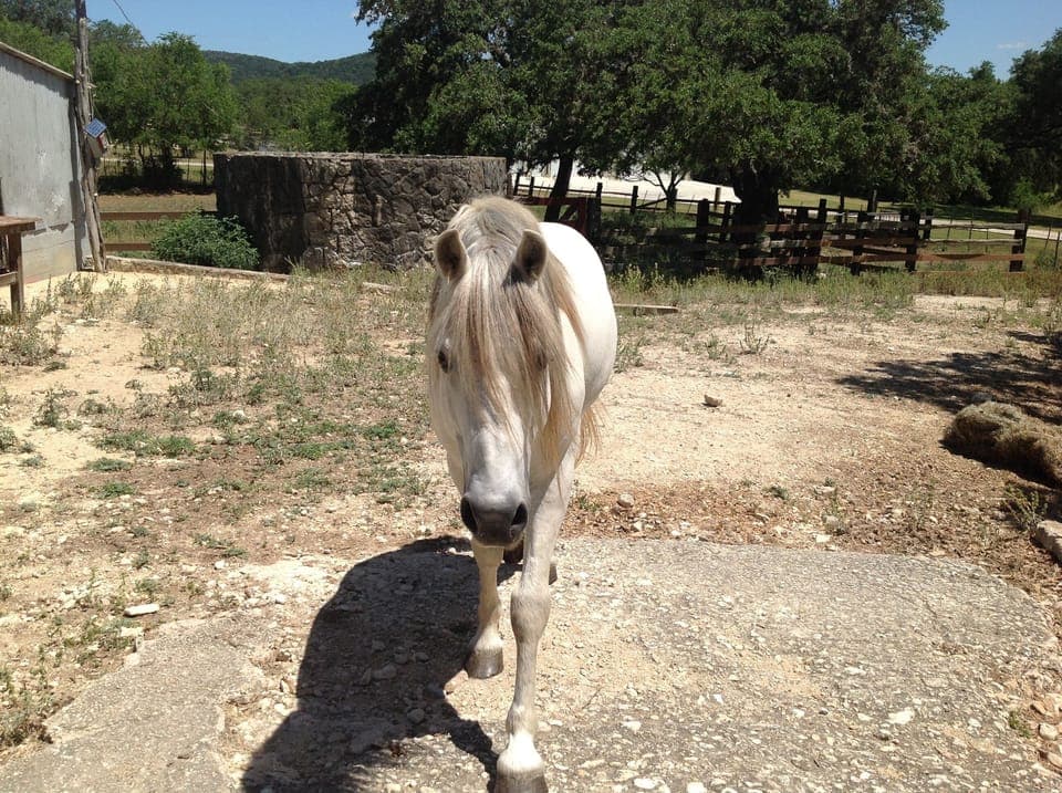 Our registered Welsh pony serves as the concierge for our property!
