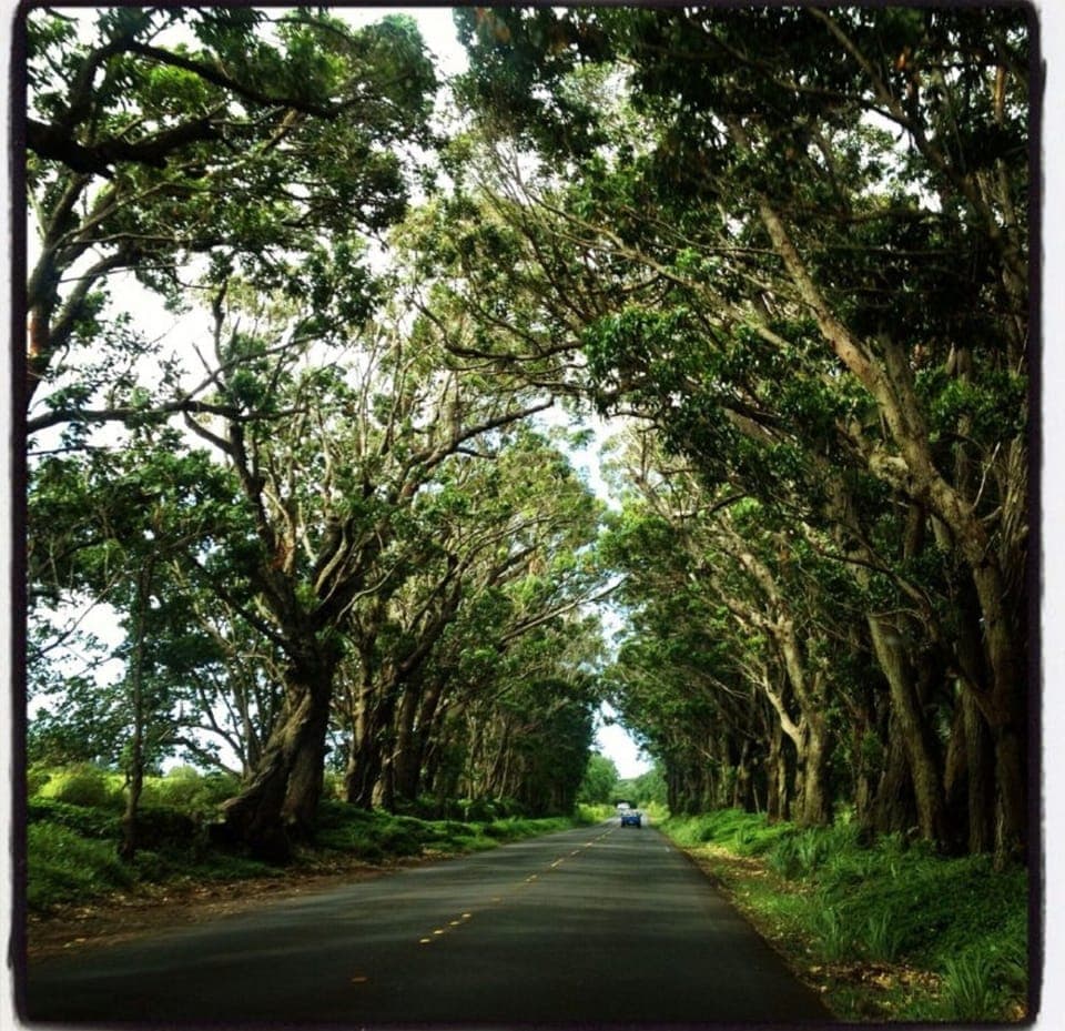 Famous Tree Tunnel