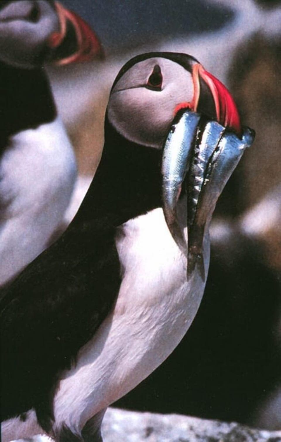 Puffin at Cliffs of Moher