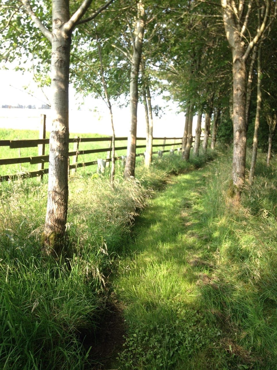 Field at Pittendreich, a minute walk from the cottage. Wooded walks with views