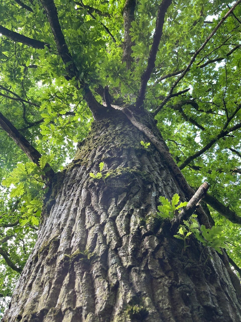 Woodland on property