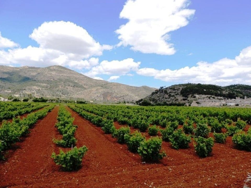 Villa surrounded by vineyards