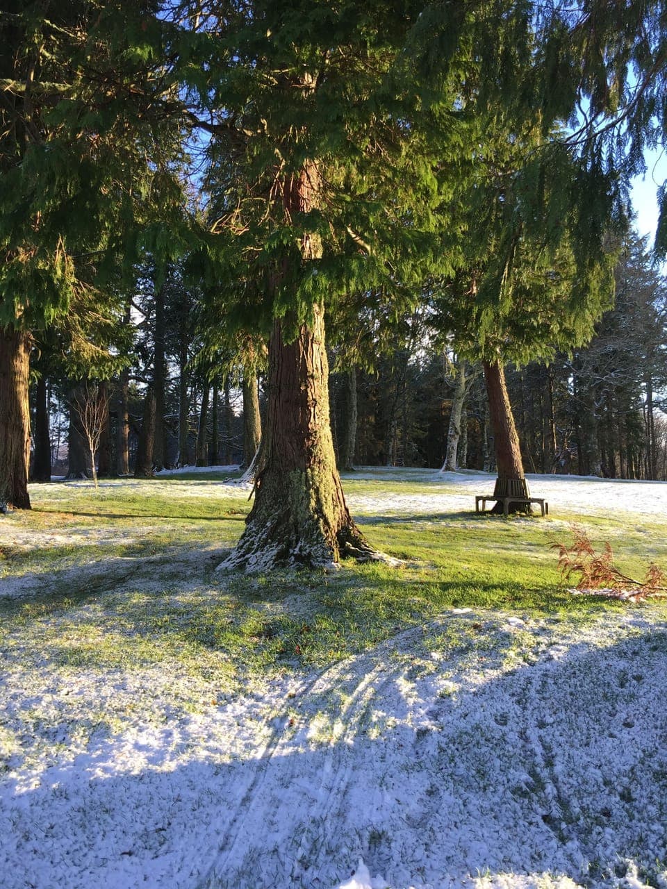 Old trees surround the cottages: oaks, beeches and firs.