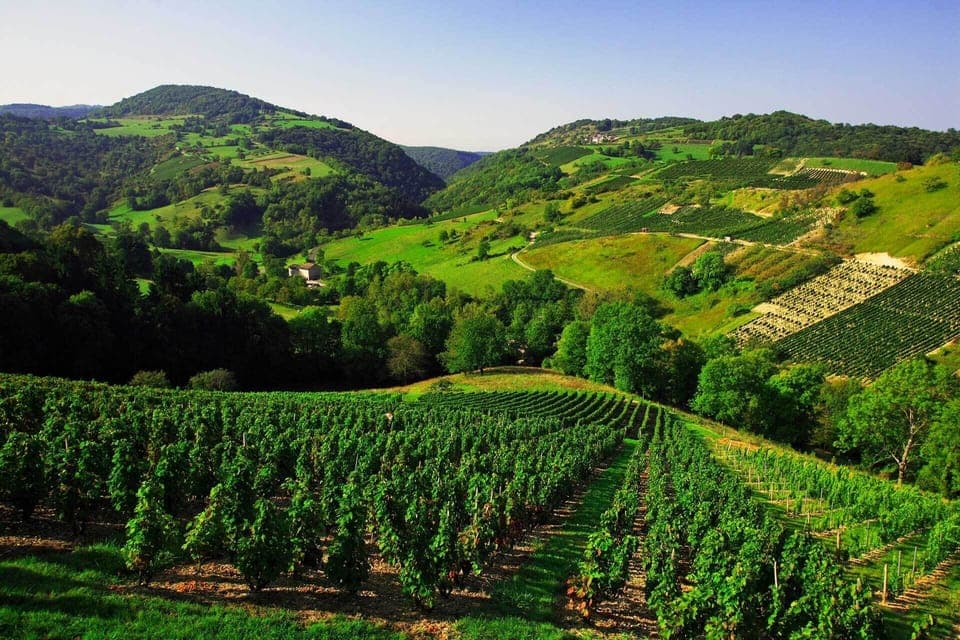 BUGEY'S WINEYARDS