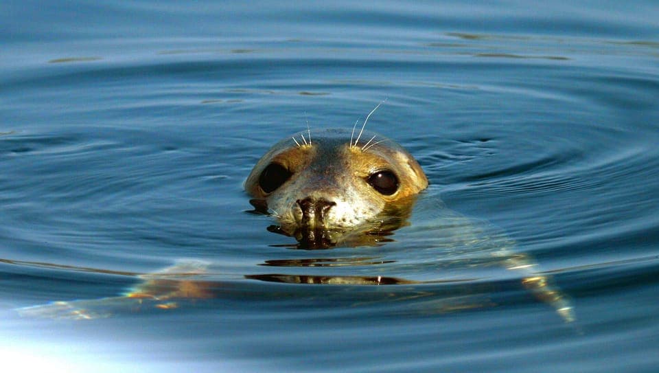 Where to go Seal watching, or maybe even Dolphins and Porpoises