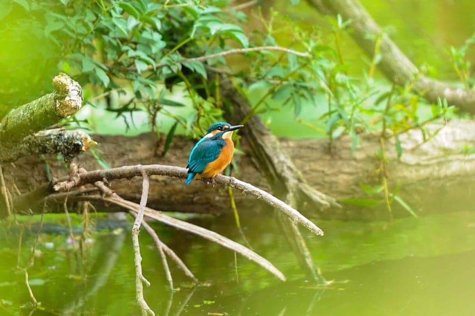 Kingfisher on the Otter