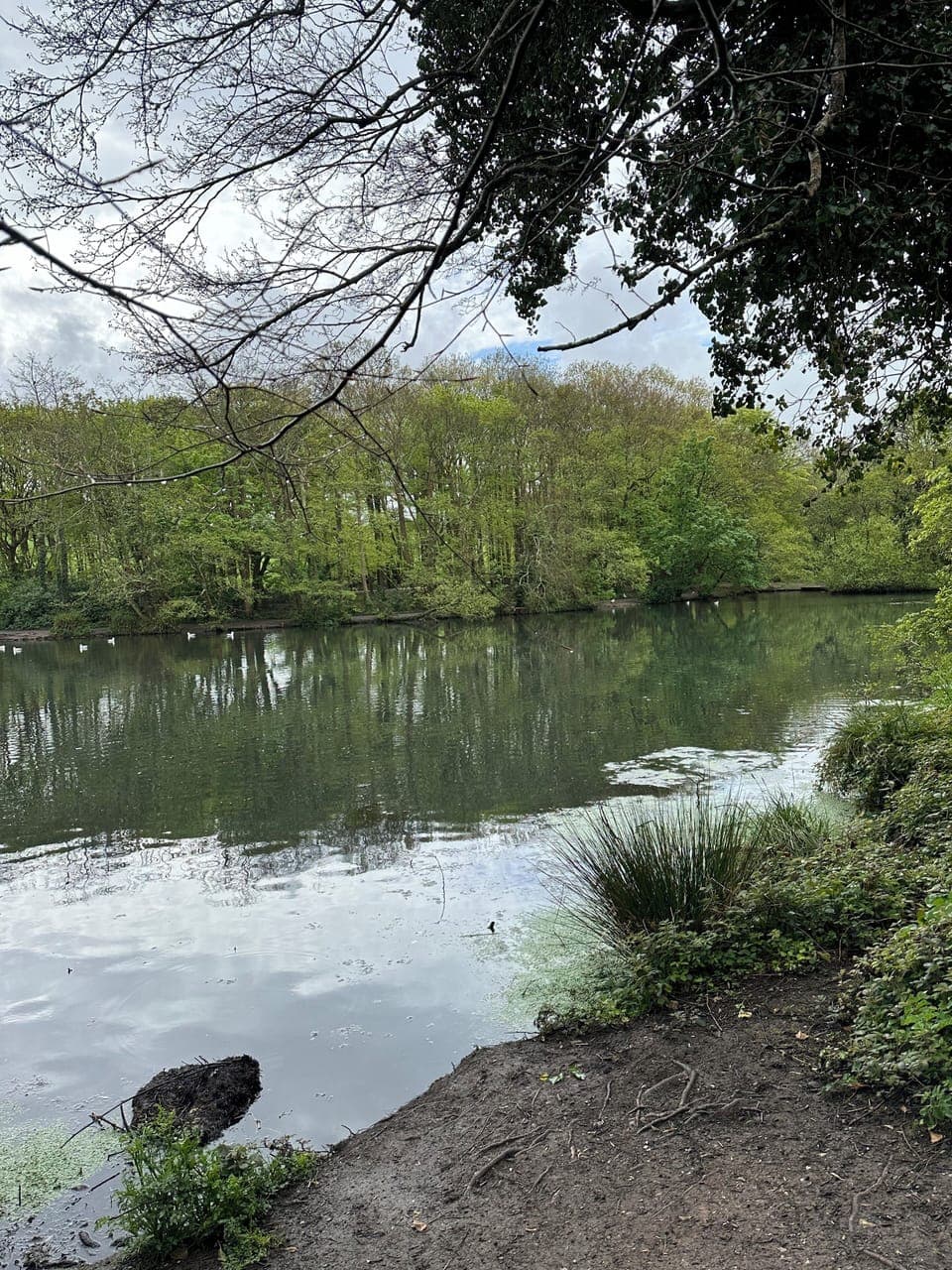 Lake - 5 mins walk  - out the cottage turn R  - down the path - T Country Park 