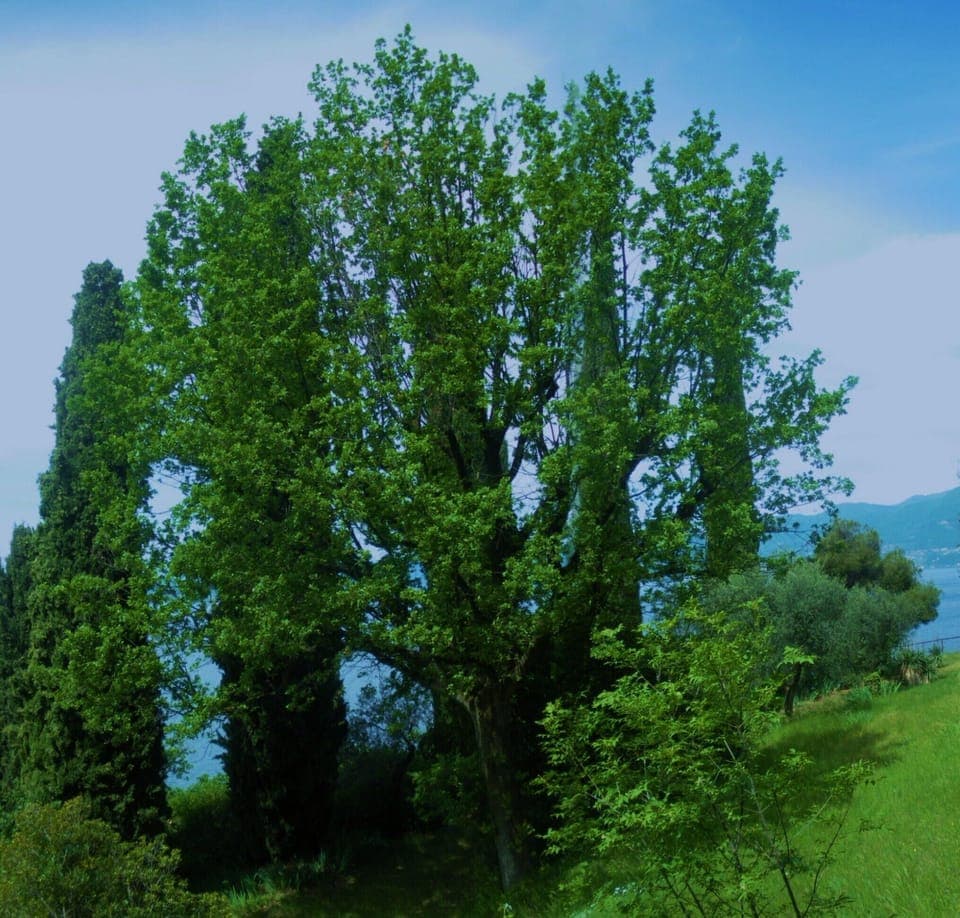 Old oak tree among the cypress