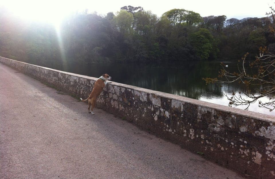 Spring Season: Bosherston Lily Ponds - 20 mins walk from Leyland
