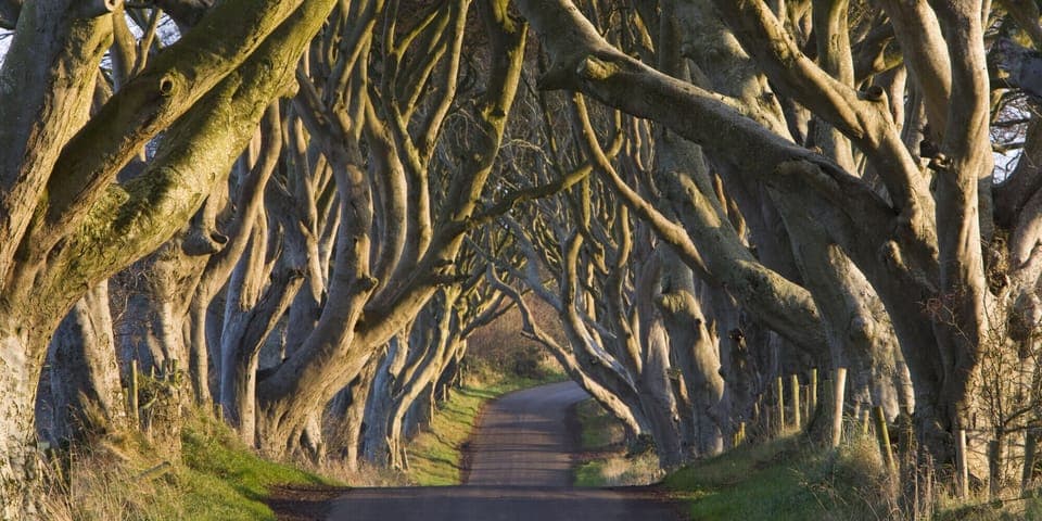 The eerie sculptural form of The Dark Hedges (The Kings Road to GOT fans)