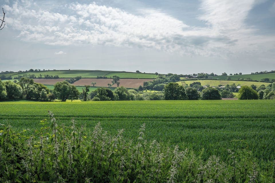 View from hawthorn patio
