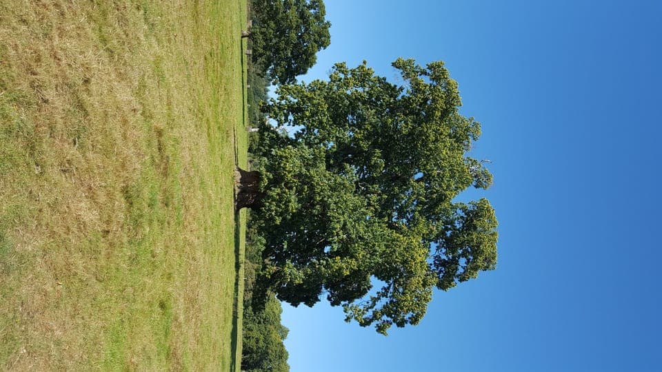 Ancient chestnut-Croft