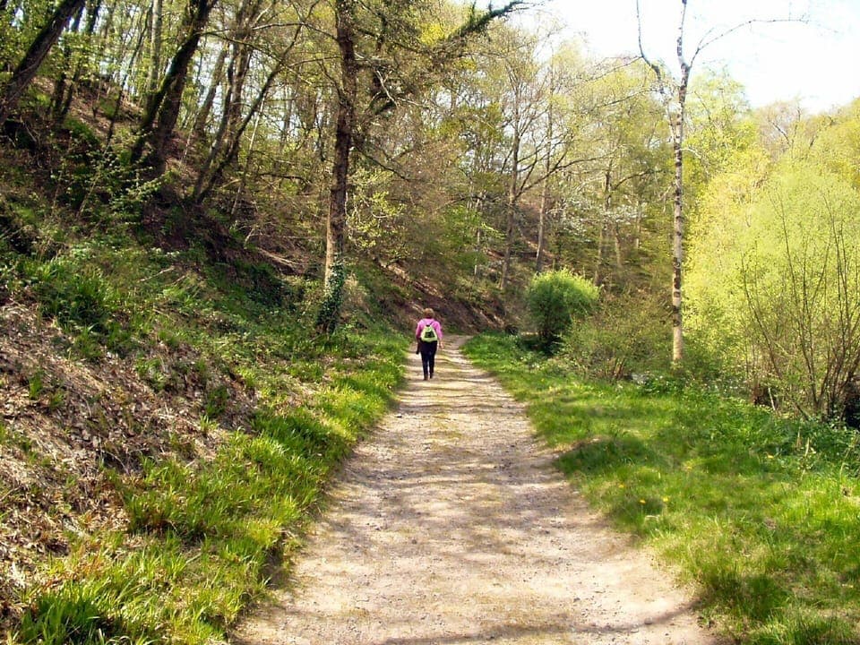 A walk through the woods in springtime.